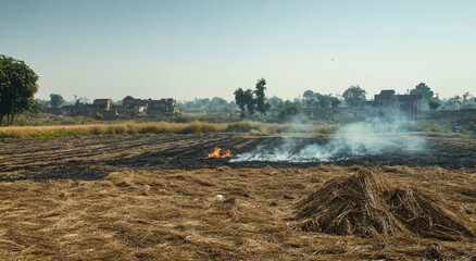 Fototapeta premium Farmers burn straw in a rural Indian field, showcasing traditional agricultural methods while raising environmental concerns about air quality