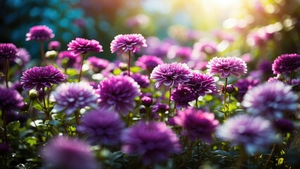 Autumn Chrysanthemum Blooms in a Garden: Vibrant and Beautiful Flowers