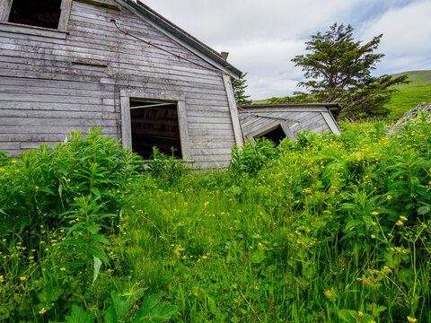 Abandoned wooden house in field