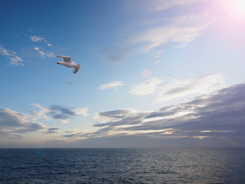 Seagull flying above sea against sky with clouds