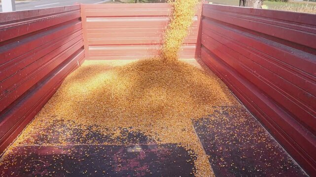 Corn being harvested