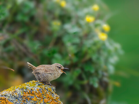 Northern house wren&nbsp;(Troglodytes aedon) on rock covered with lichen