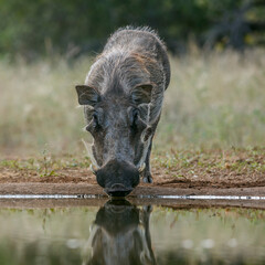 Common warthog drinking front view at waterhole in greater Kruger National park, South Africa ;...