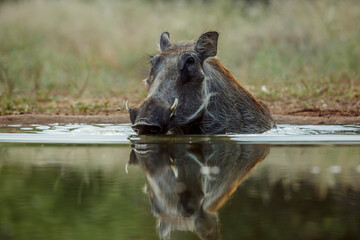 Common warthog bathing in waterhole in greater Kruger National park, South Africa ; Specie...