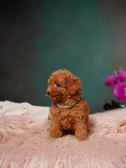 Red Toy Poodle Puppy Sitting on a Pink Fur Pillow. Cute puppy is looking at the camera. Domestic pets.