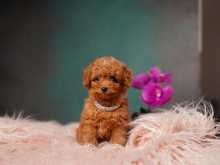 Red Toy Poodle Puppy Sitting on a Pink Fur Pillow. Cute puppy is looking at the camera. Domestic pets.