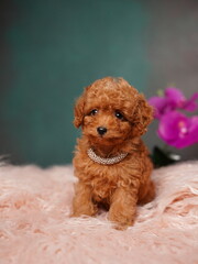 Red Toy Poodle Puppy Sitting on a Pink Fur Pillow. Cute puppy is looking at the camera. Domestic pets.
