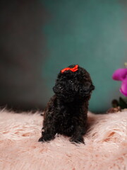 Black Toy Poodle Puppy Sitting on a Pink Fur Pillow. Cute puppy is looking at the camera. Domestic pets.