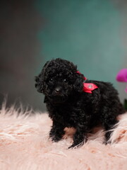 Black Toy Poodle Puppy Sitting on a Pink Fur Pillow. Cute puppy is looking at the camera. Domestic pets.