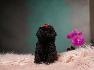 Black Toy Poodle Puppy Sitting on a Pink Fur Pillow. Cute puppy is looking at the camera. Domestic pets.