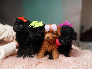 Black Toy Poodle Puppy Sitting on a Pink Fur Pillow. Cute puppy is looking at the camera. Domestic pets.