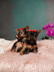 Yorkshire Terrier Puppy Sitting on a Pink Fur Pillow. Funny, cute Yorkshire Terrier with blue bow on her head. Vertical video