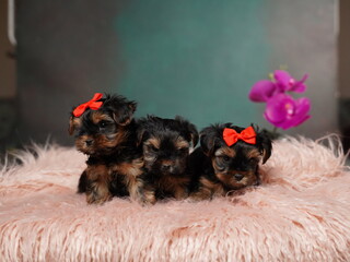 Yorkshire Terrier Puppy Sitting on a Pink Fur Pillow. Funny, cute Yorkshire Terrier with blue bow on her head. Vertical video
