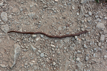 The common slow-worm