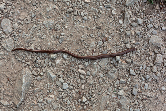 The common slow-worm