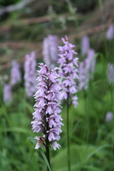 lilac flowers in the field