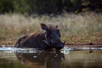 Common warthog bathing in waterhole in greater Kruger National park, South Africa ; Specie...