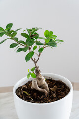 High angle shot of a bonsai indoor plant in a white pot