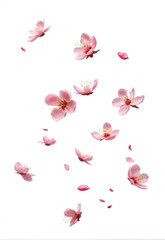Floating peach petals Falling pink petals Flying peach