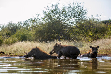 Three Common warthog bathing in waterhole in greater Kruger National park, South Africa ; Specie...