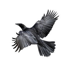 Naklejka premium Majestic black raven in mid-flight with wings fully spread against a transparent background. showcasing the elegance of this striking bird