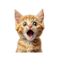Close-up of a surprised orange kitten with wide eyes and open mouth, isolated on transparent background