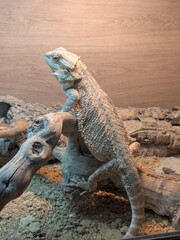 Dozy Bearded Dragon