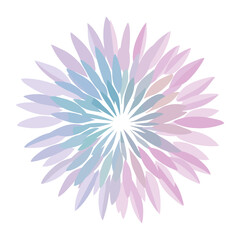 Aster illustration symmetry pattern vector