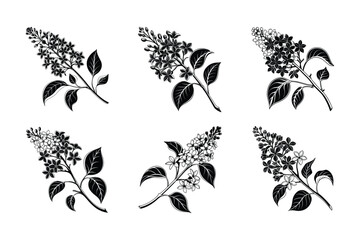 Naklejka premium Lilac (Syringa spp.) silhouette vector illustration