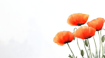 Obraz premium Vibrant red poppies swaying gracefully in a lush field captured in loose watercolor brushstrokes against a clean white canvas