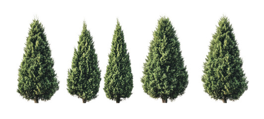 green grass isolated on white