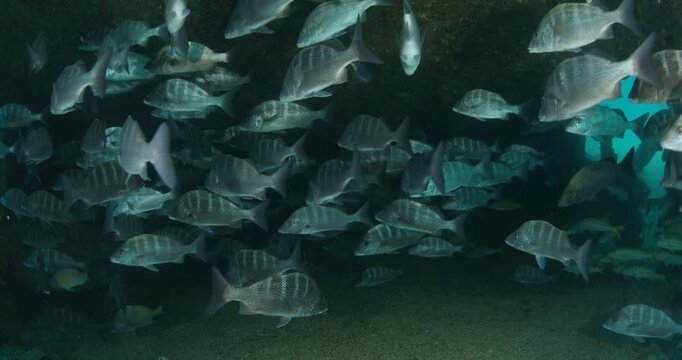Remains of the Salvatierra Shipwreck Underwater in Baja California Sur