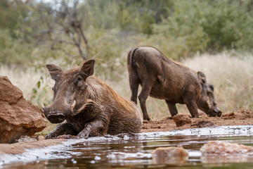 Common warthog in Greater Kruger National park, South Africa