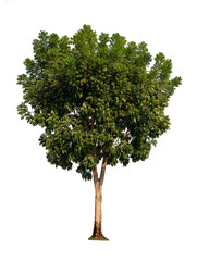 Fototapeta premium The plant tree isolate on white background, high resolution image 45MP