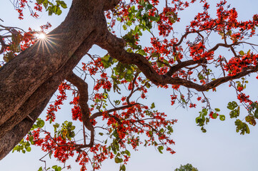 The hybrid teak tree is also known as “Flame of the Forest” and is named for its bright...