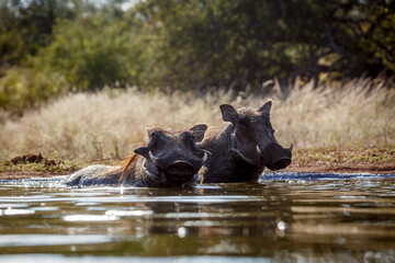 Two Common warthog bathing in waterhole in greater Kruger National park, South Africa ; Specie...