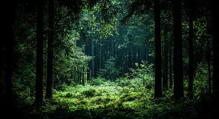 Obraz premium A summer forest filled with pine and spruce is bathed in sunlight