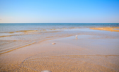 Seagull in shallow water in front of sandy beach, beautiful view of calm sea on sunny day, wildlife...