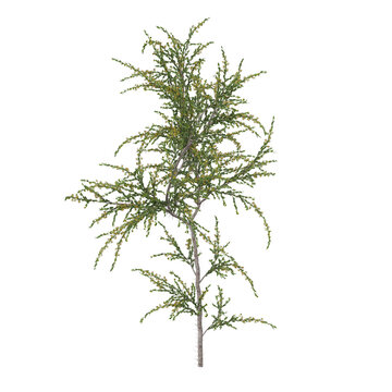 Free PNG 3d illustration of Acacia paradoxa 2 tree frontal isolated transparent background perfectly cutout high resolution