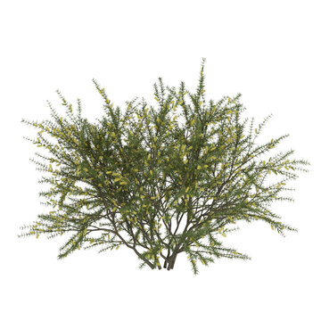 Free PNG 3d illustration of Acacia paradoxa 4 tree frontal isolated transparent background perfectly cutout high resolution