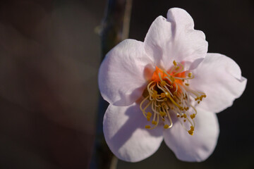 春に咲く一輪の桜