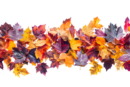 Colorful autumn leaves border isolated on transparent background, perfect for seasonal designs, backgrounds, and holiday themes