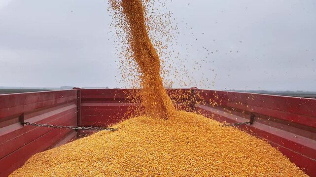 Corn being harvested