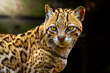 Leopardus pardalis