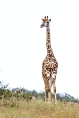 Giraffe isolated in white background in Kruger National park, South Africa ; Specie Giraffa camelopardalis family of Giraffidae
