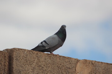 A close-up of a rock dove or rock pigeon standing on rooftop