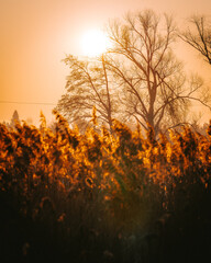 sunset in the field