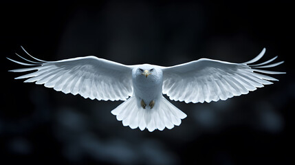 Obraz premium Majestic white owl soaring against a dark background