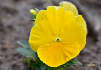 various Garden Flowers, Garden violets.