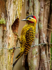 Colaptes melanochloros